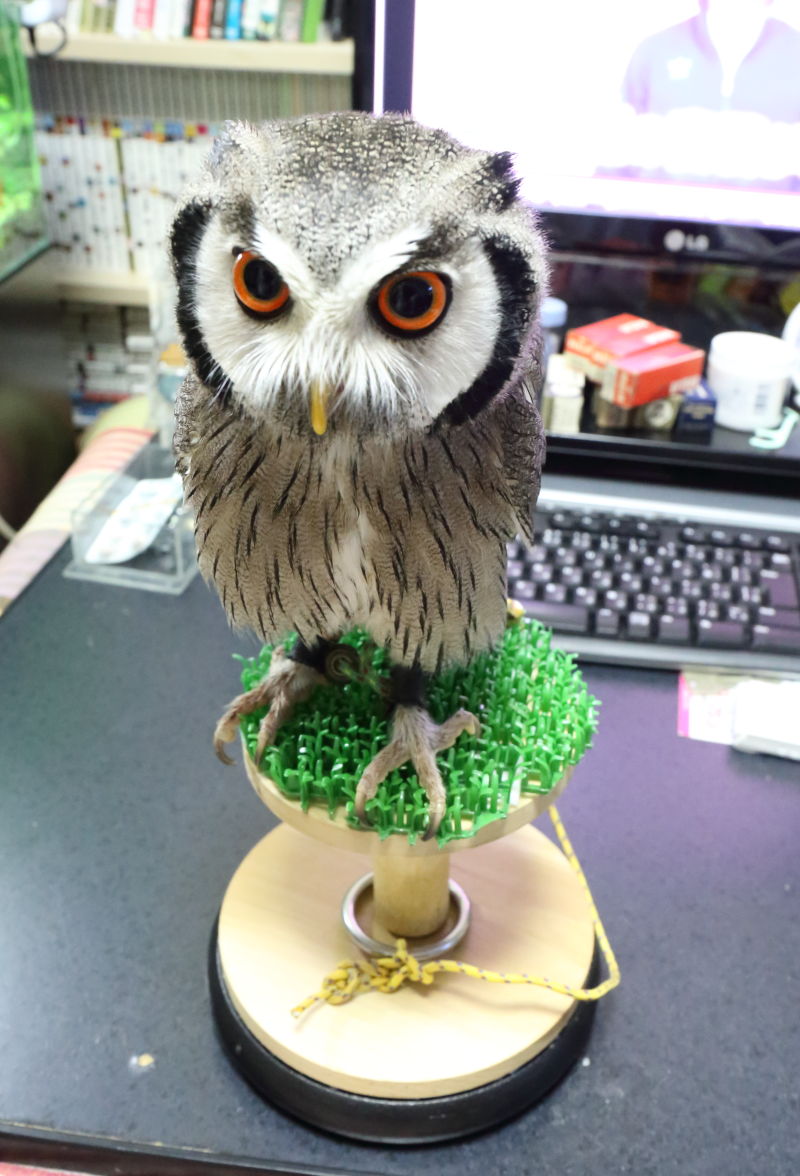 eco様】専用 猛禽類ようパーチ 人工芝付き eco様】専用 猛禽類よう