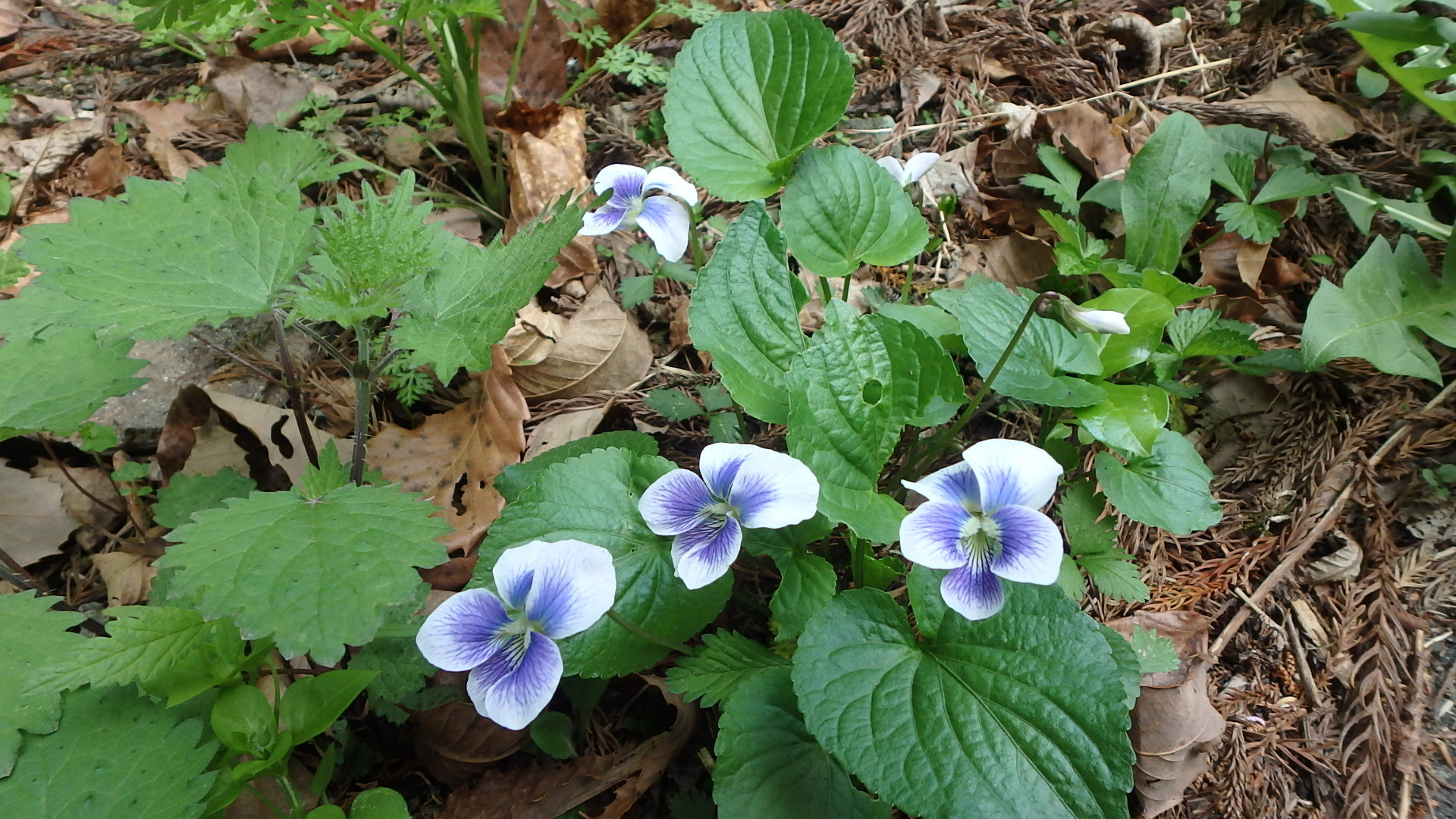 黒瀧山で見られる山野草 | 【片手よつこのてくてく山歩き】