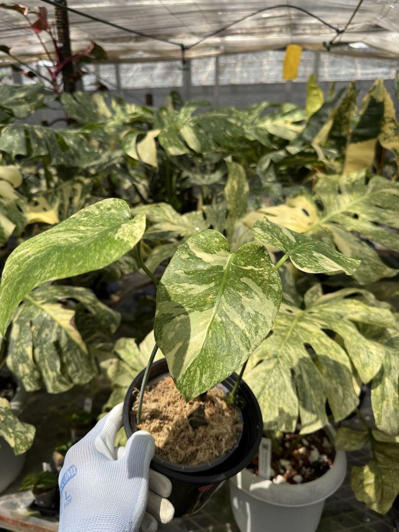 モンステラ レガシー カット苗 しっかり発根・健康株 – JolieNursery