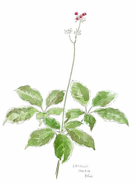 軽井沢の薬草展】トチバニンジン: 軽井沢草花館 ゆうすげ日記