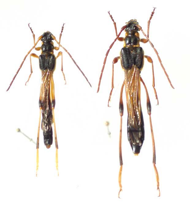 カミキリムシ（日本産カミキリ970種写真公開）