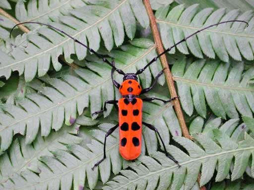 カミキリムシ（日本産カミキリ970種写真公開）