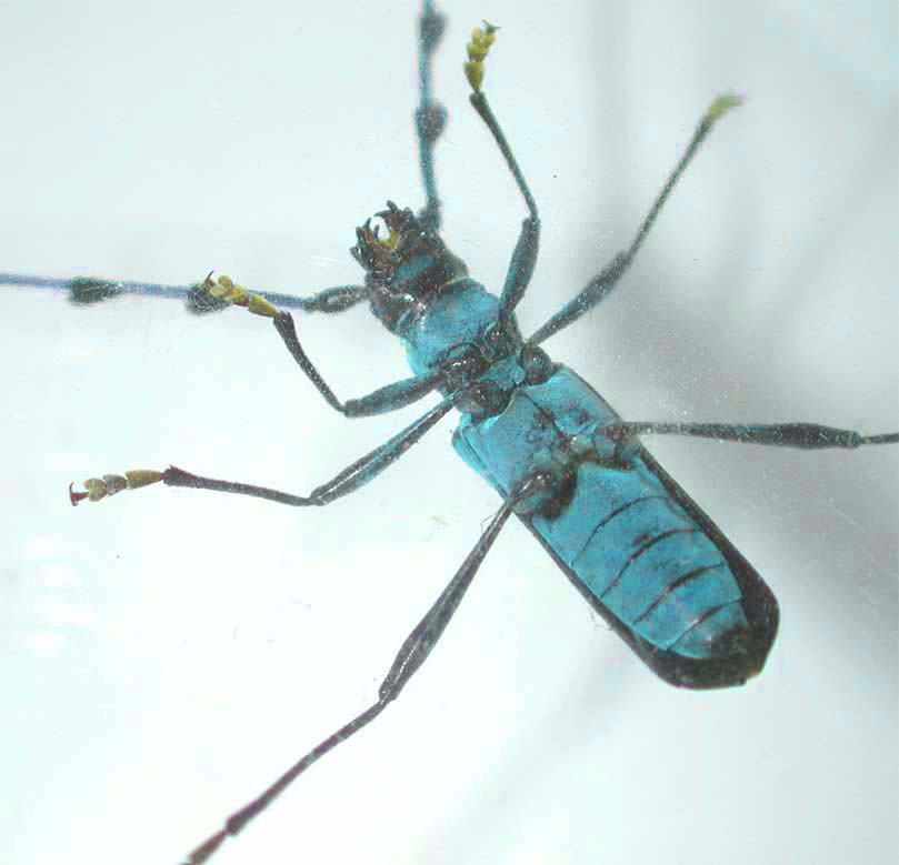 カミキリムシ（日本産カミキリ970種写真公開）