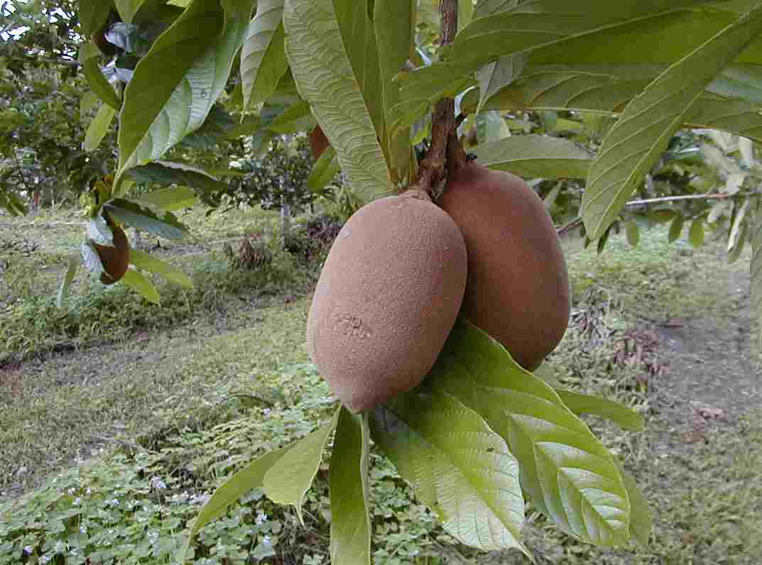 果物歳時記／クプアス