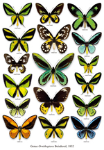 六本脚ニュース