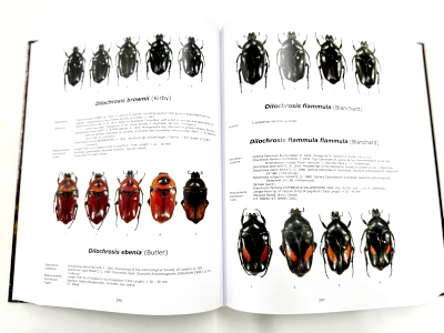 アフリカのハナムグリ亜科