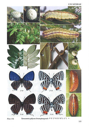 アジア産蝶類生活史図鑑
