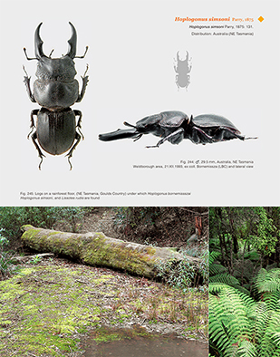 The Stag Beetles of Australia, New Zealand, New Caledonia and Fiji