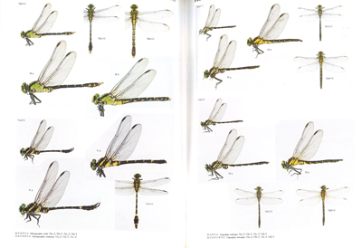 トンボ関連書籍［国内書籍］