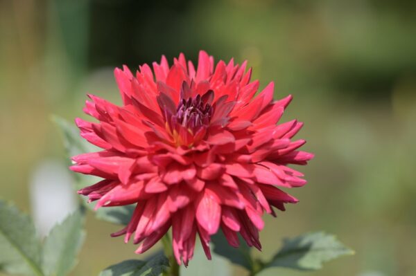 SMC ペンタックス A 645 マクロ 120mm f4