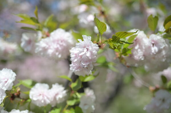 OLYMPUS OM ZUIKO AUTO-MACRO 50mm f2