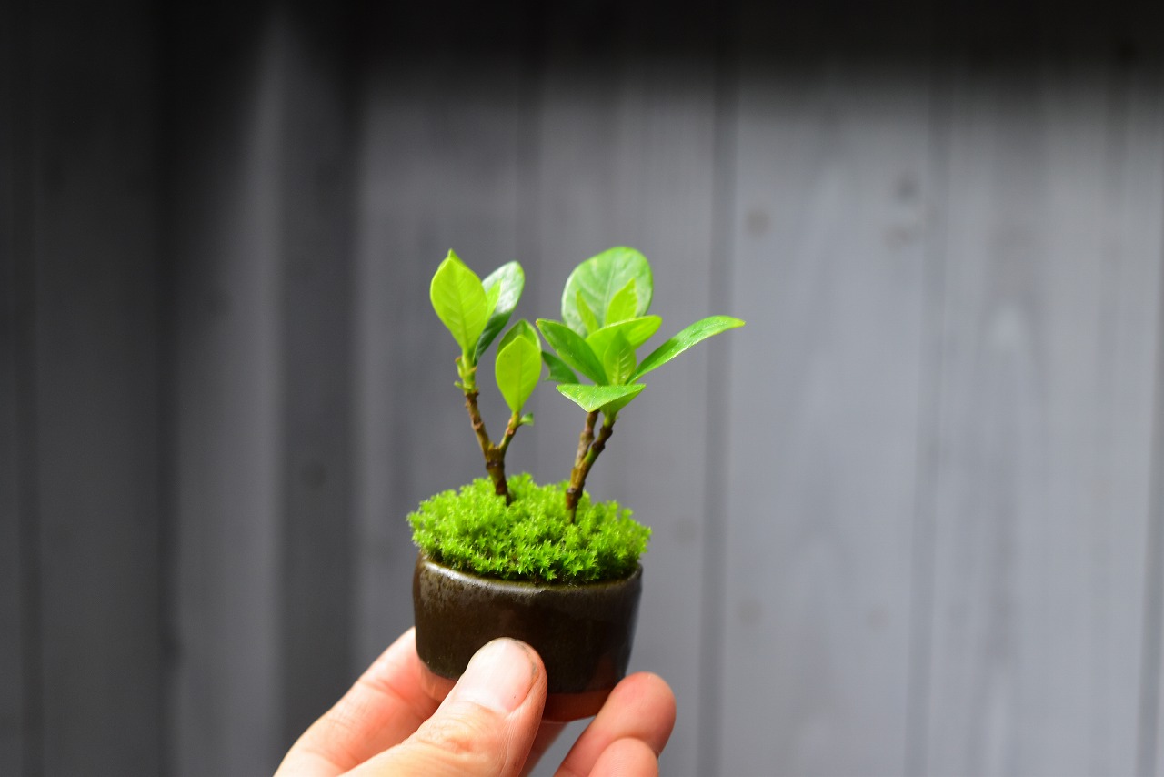 山野草 草もの盆栽 | 那須 苔屋のブログ