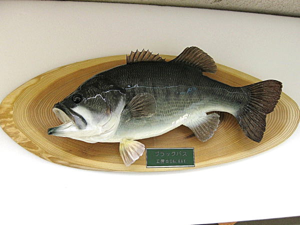 ブラックバス 剥製 剥製工房フィッシュワールド ブラックバス 剥製