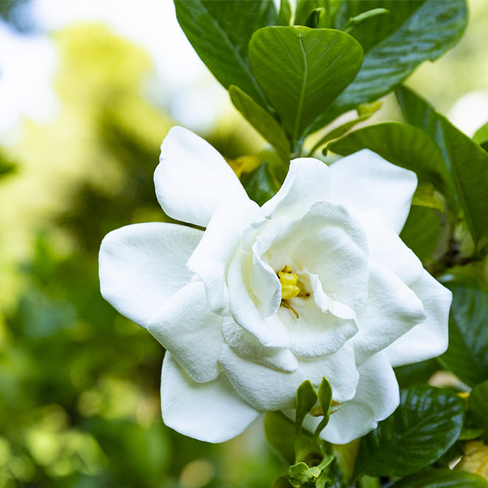 梅雨に咲く花 ― ガーデニア [香りのノートから探す]