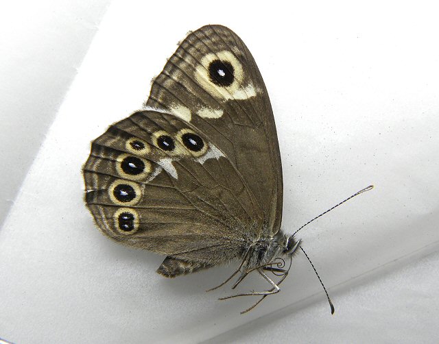 北海道生物図鑑「エゾツマジロウラジャノメ」