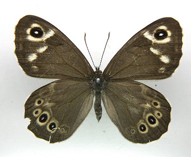 北海道生物図鑑「エゾツマジロウラジャノメ」