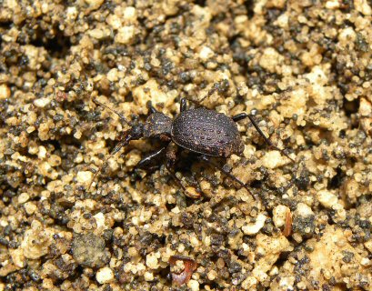 北海道生物図鑑「セダカオサムシ」