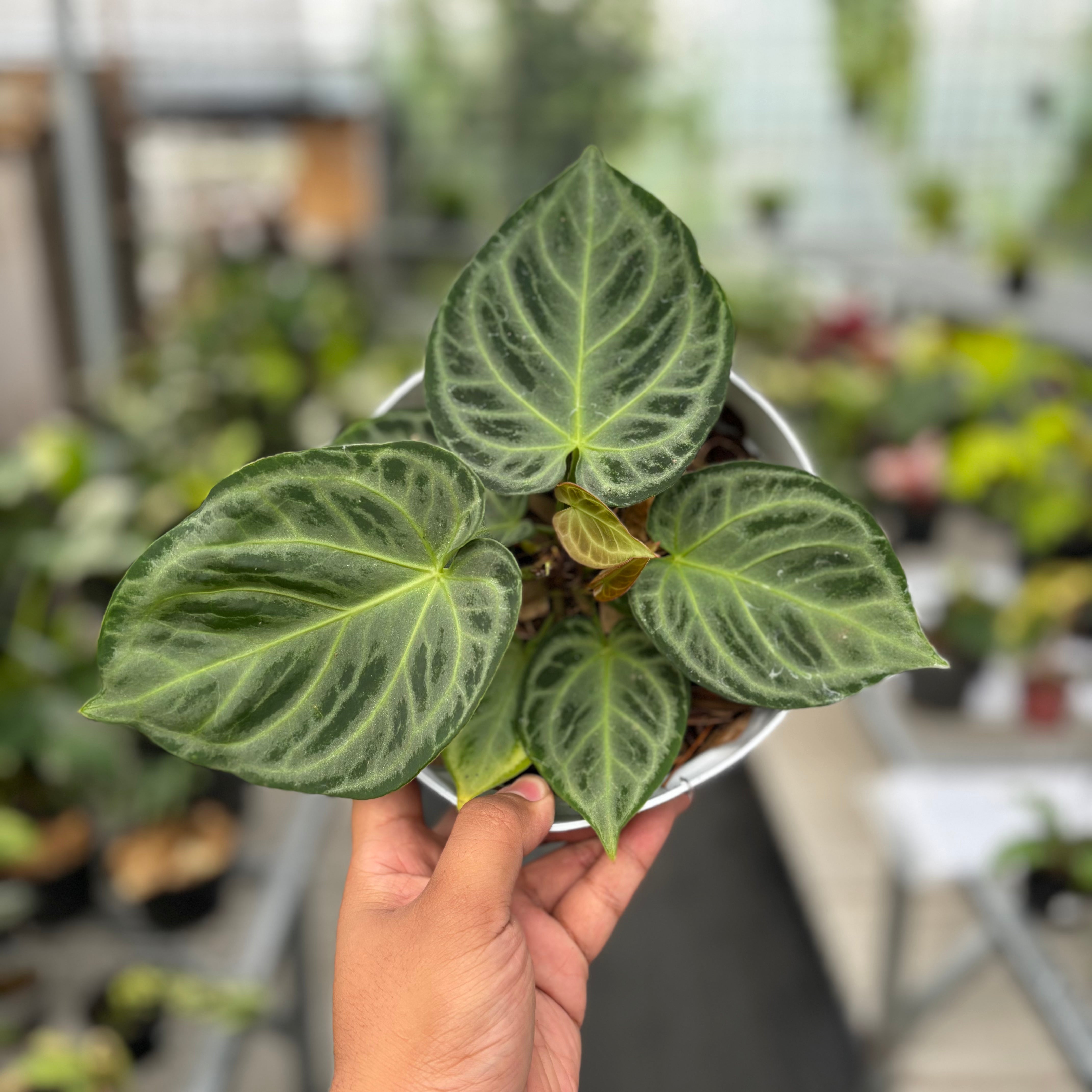 IMG_5717.jpg?v=1752305626