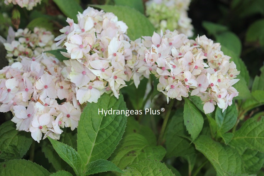 Hydrangea Serrata Akishino Temari – Hydrangeas Plus