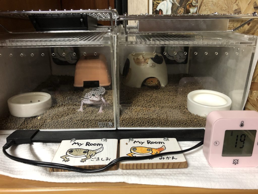 GEX ヒーティングトップを2ヶ月使用した使用感レビュー | レオパの