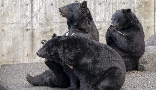 くまくま園のご案内 | くまくま園 公式ホームページ