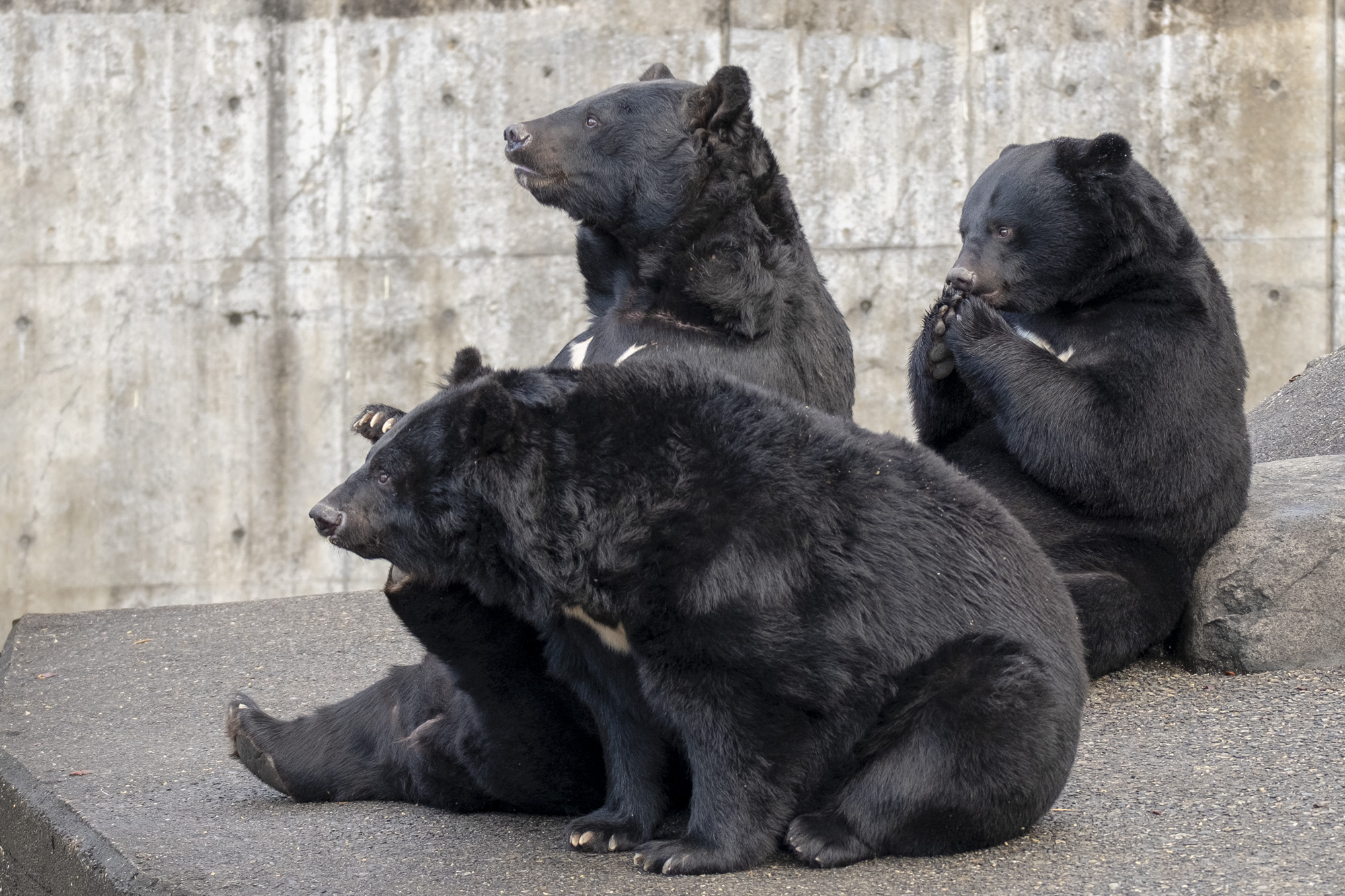 くまくま園のご案内 | くまくま園 公式ホームページ