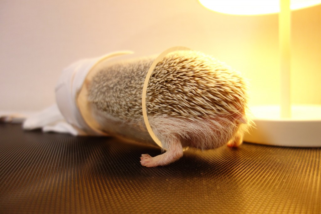 使用感】ハリネズミ用ガラスケージにパンテオンを使ってみた | 我が家