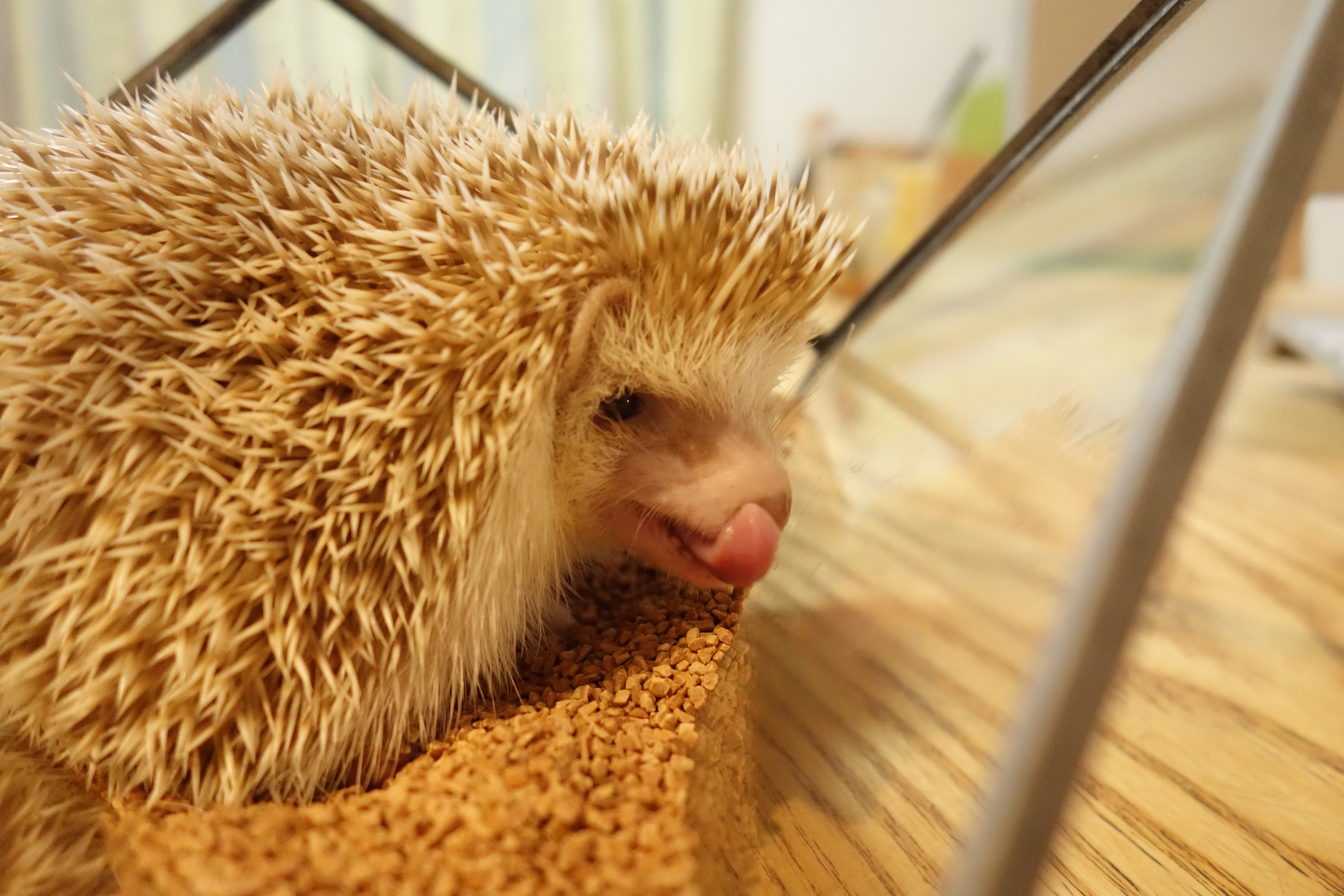 暖房関連まとめ】秋冬のハリネズミ飼育に必要な物5選 | 我が家の