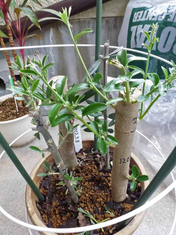 オリーブ挿し木実験-8 (太木挿し): オリーブ吹田