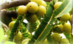 IPMスパイスアーマラキー - ホリスティックウェルネスのオンラインショップ