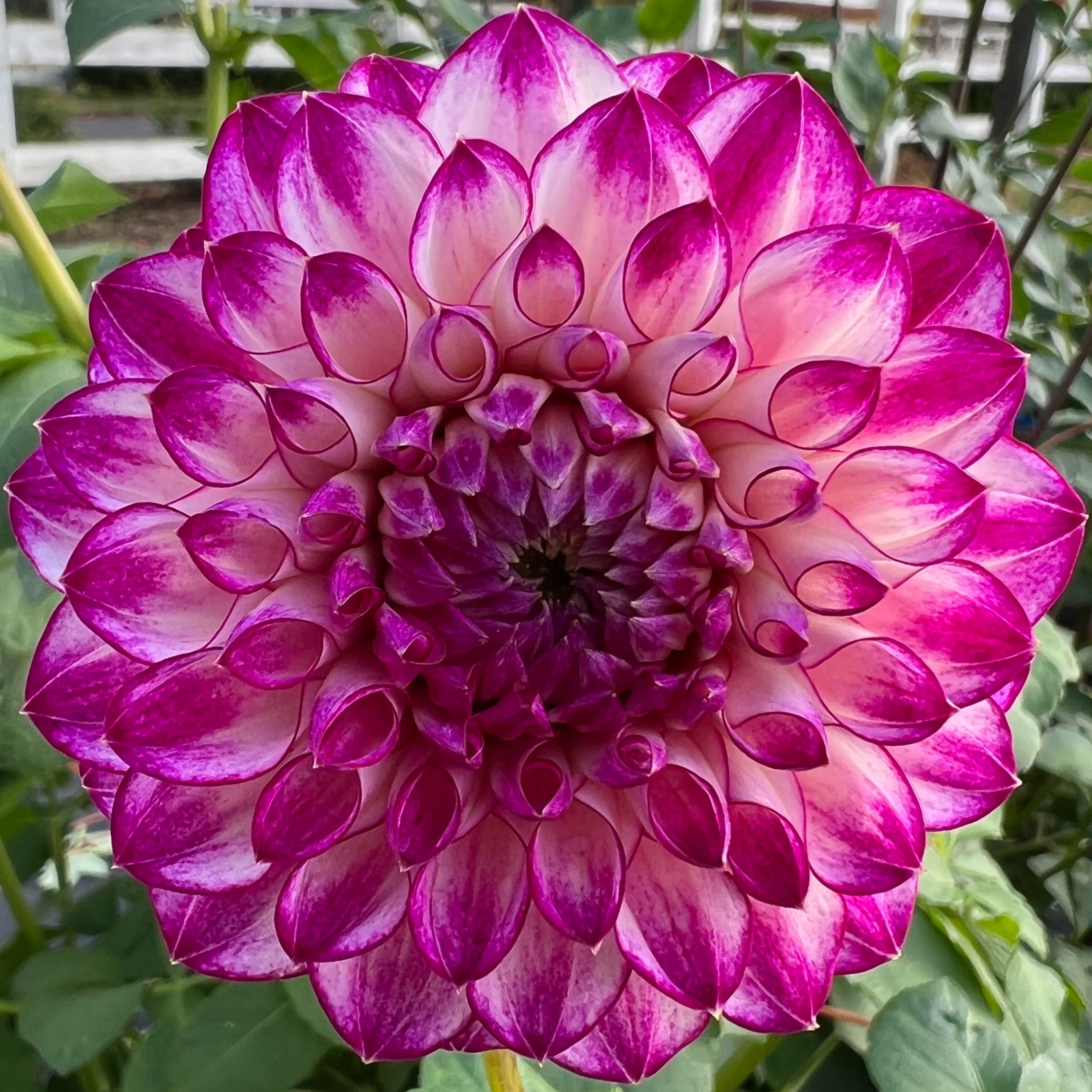 AC Devin Dahlia Tuber | AC Devin Flower Bulb & Information
