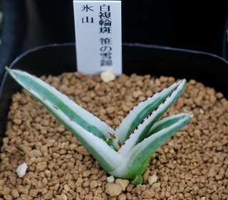 アガベ・氷山と笹の雪類ほか | ☆ガマンマの ニク・サボ栽培☆ - 楽天