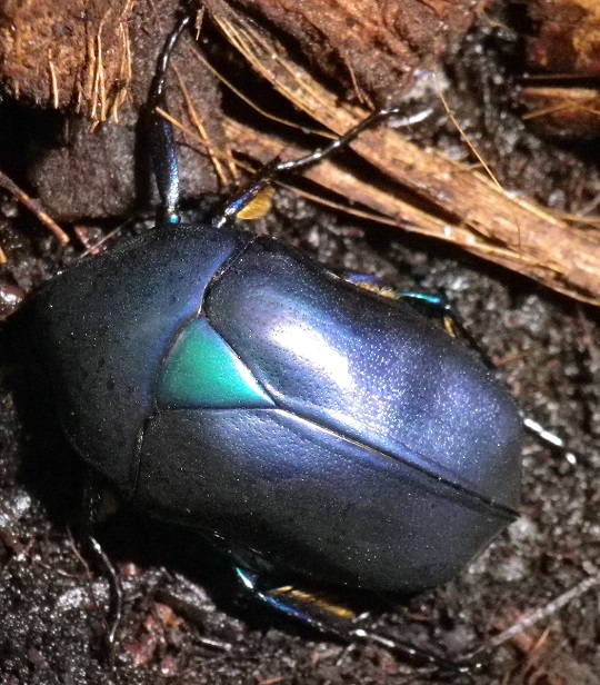 カナブン7 | 萌萌虫雑記帳