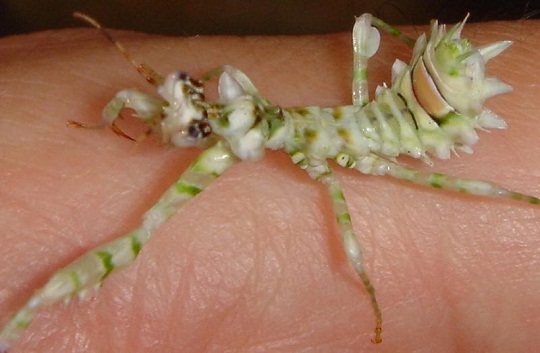 アフリカメダマカマキリ | 萌萌虫雑記帳