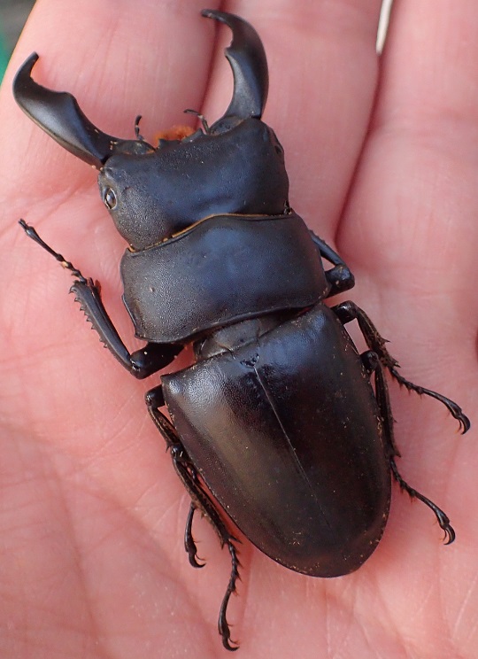 サキシマヒラタクワガタ | 萌萌虫雑記帳