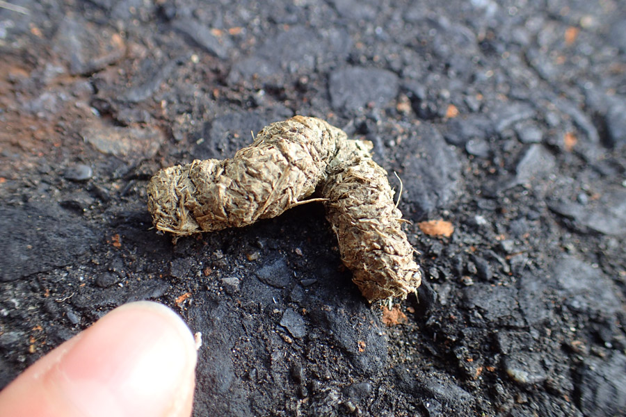 ヤマドリの羽 尾羽、翼左右の3点セット ヤマドリの羽 尾羽、翼左右の3