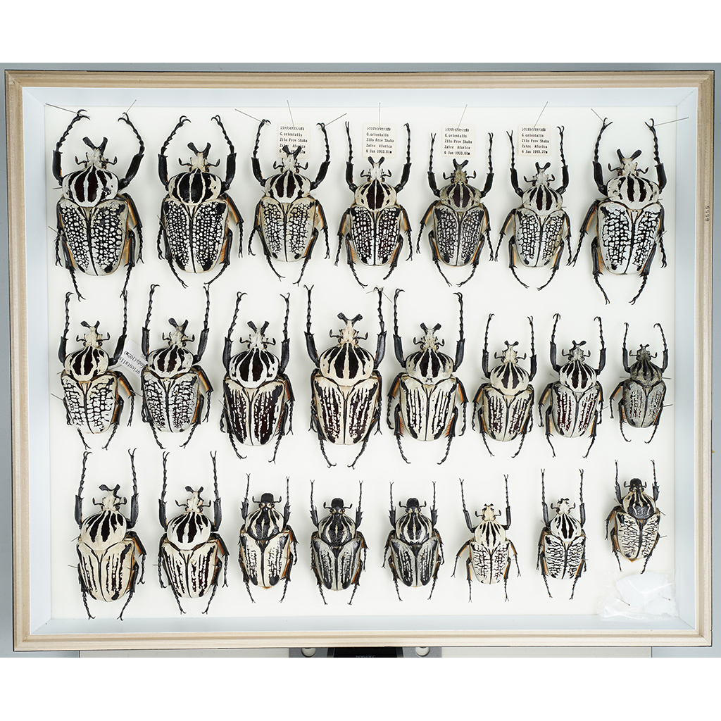 九大博物館 | シラフオオツノハナムグリ (コガネムシ科) Coleoptera