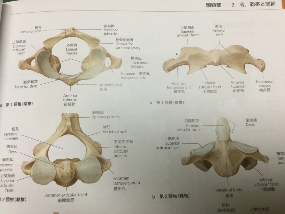 哲学、科学、芸術の集まった自然の法則に沿った治療法！上部頸椎カイロ
