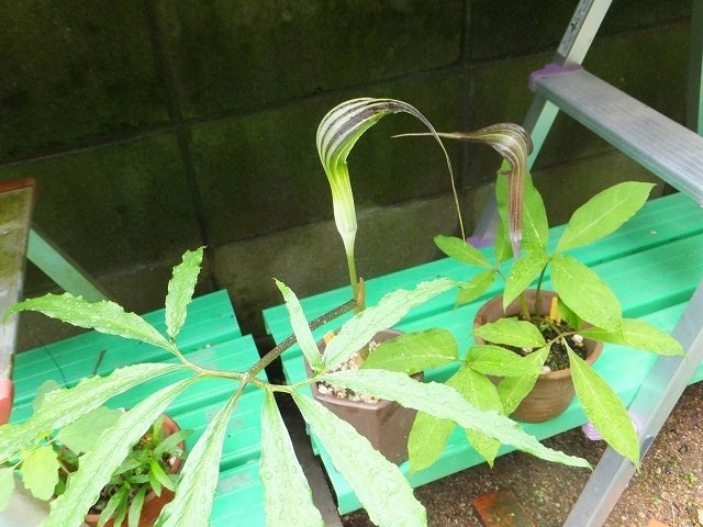 ホロテンナンショウ 植え付け | 山野草・還風庵JUNのブログ