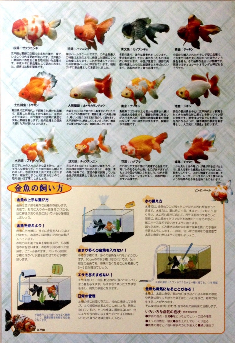 迷子の金魚ちゃん○○弥富日本一2014○○ | やさしいきんぎょ