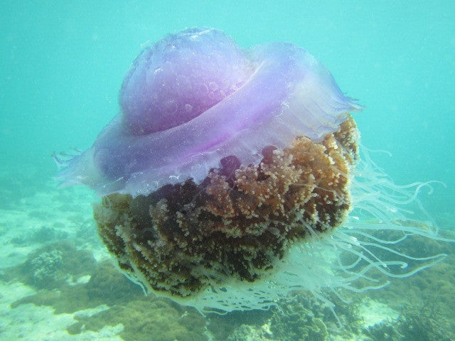 セブのクラゲ（JELLYFISH） | Scottys