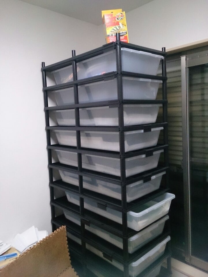 ビジョンラック 番外編 | ボールパイソン飼育日記