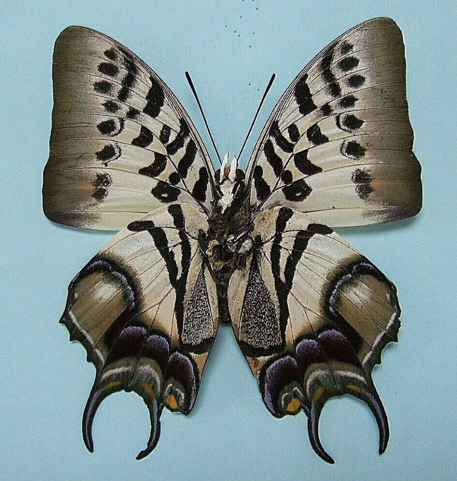 フタオチョウの展翅は大嫌い | 蝶に魅せられた旅人