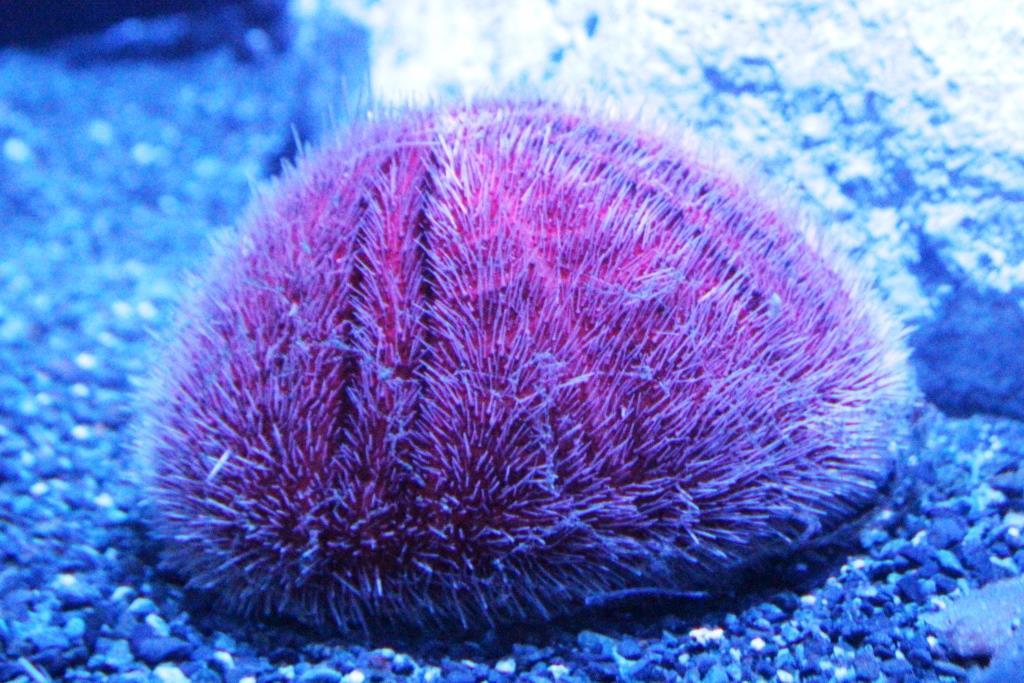 ウルトラな生き物 | 沼津港深海水族館・シーラカンスミュージアム公式