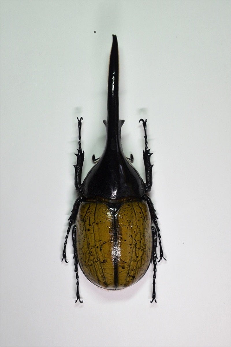 野外品が手が出なかったヘラクレス亜種 | 昆虫漂流記