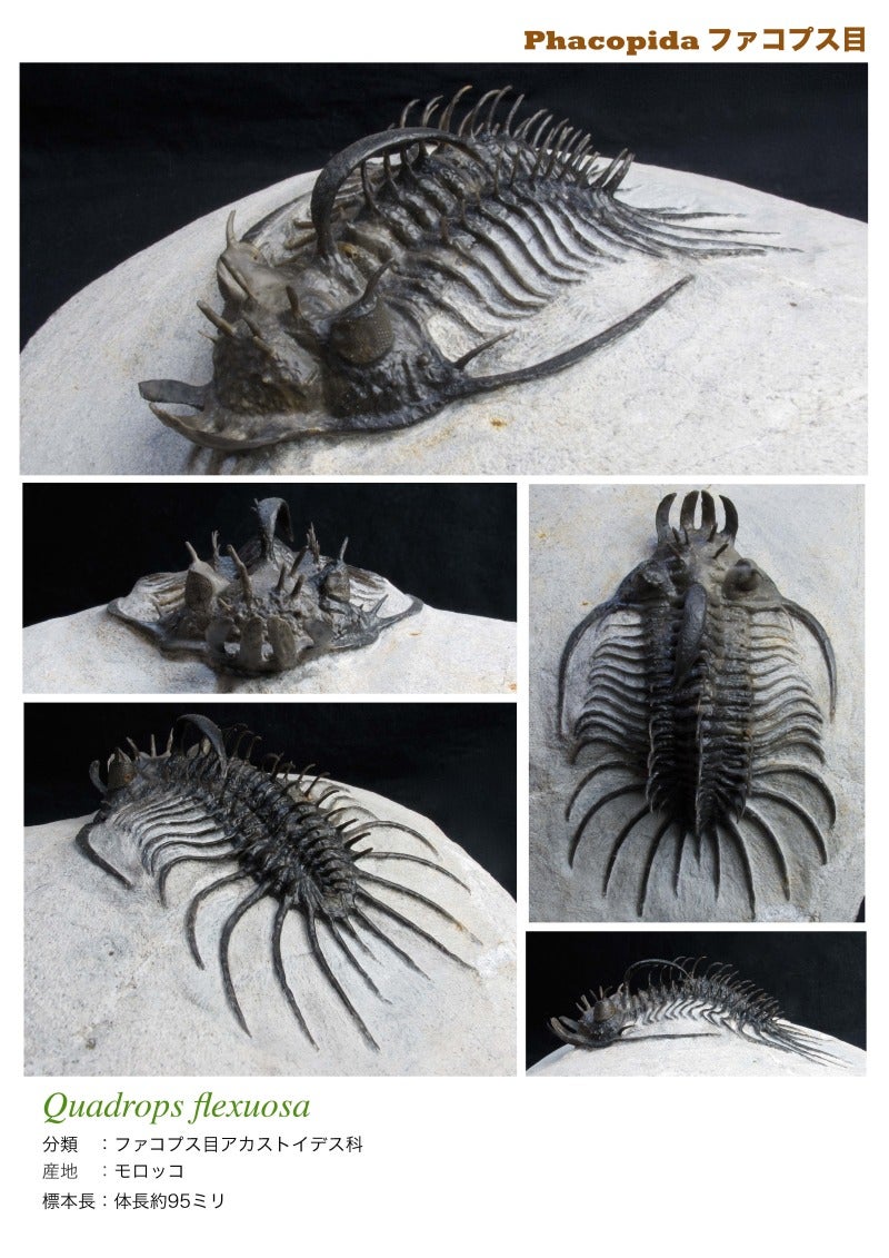 三葉虫 化石 [PH68] ペディノパリオプス 防御態勢 防御姿勢 エンロール