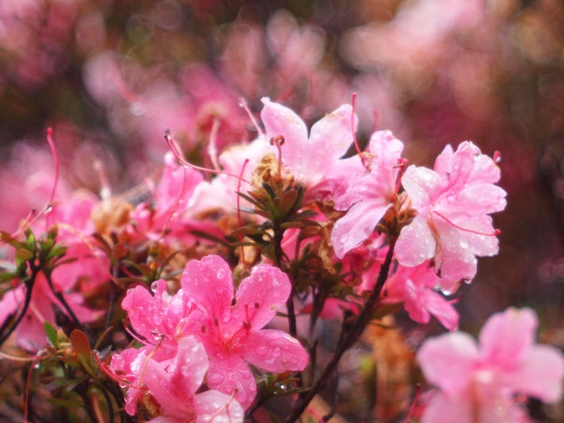 レンズ(単焦点) Meyer-Optik Gorlitz Primotar 135mm f3.5 レンズ(単