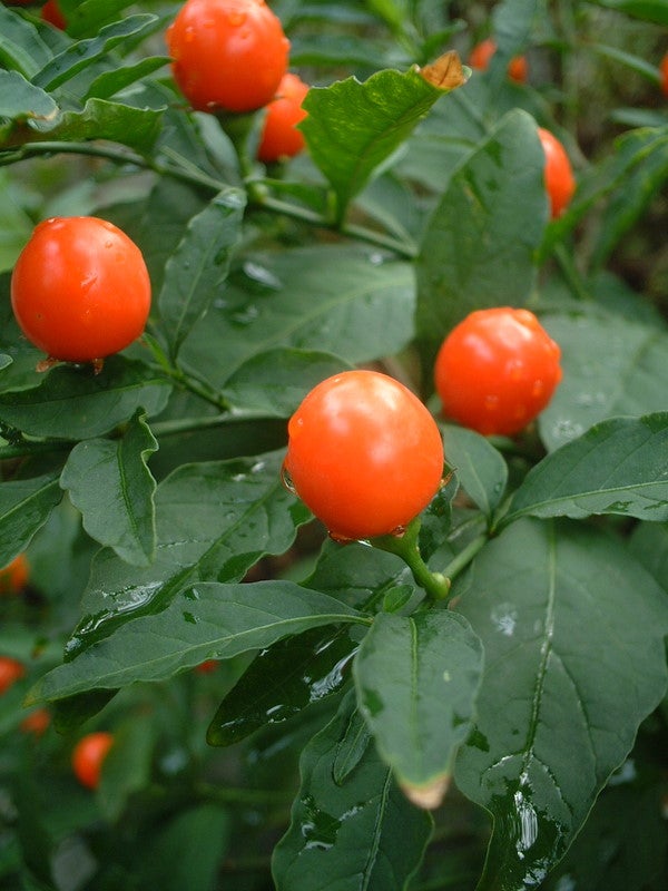 玉珊瑚（たまさんご） | どら猫の花図鑑