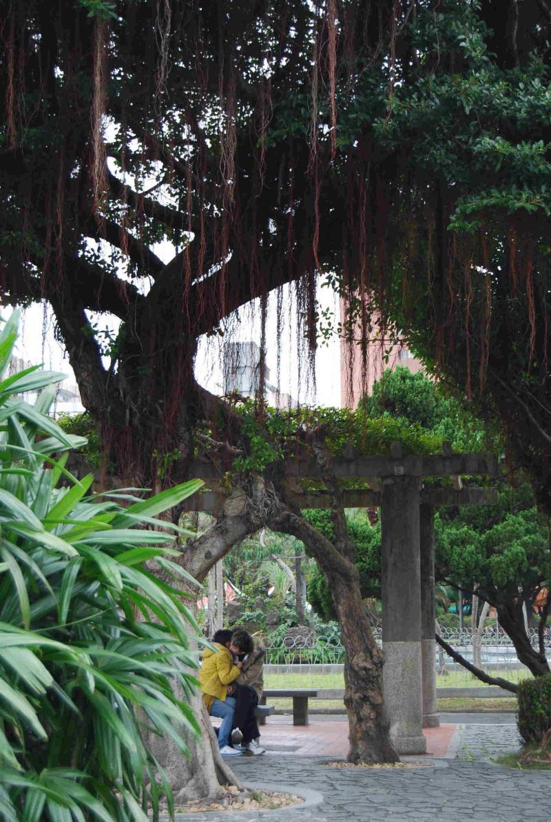 ガジュマルの樹の下で～台湾植物編～ | think global, act local!!!