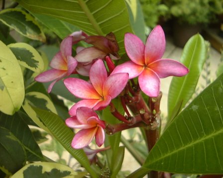 プルメリア Plumeria キョウチクトウ科（Apocynaceae）